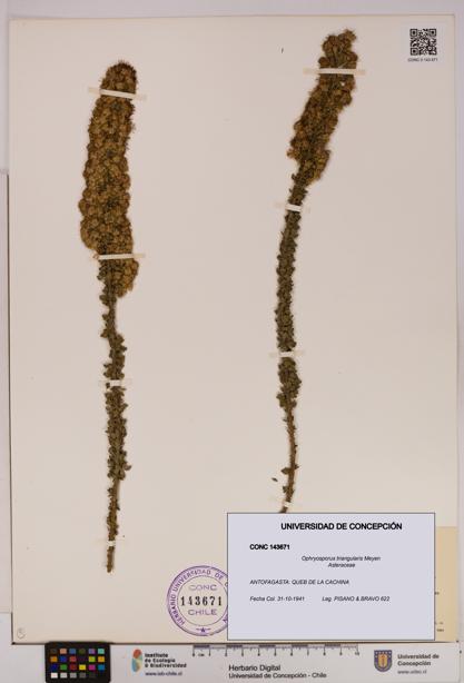 Ophryosporus triangularis [Espécimen: UDEC:CONC:0143671]