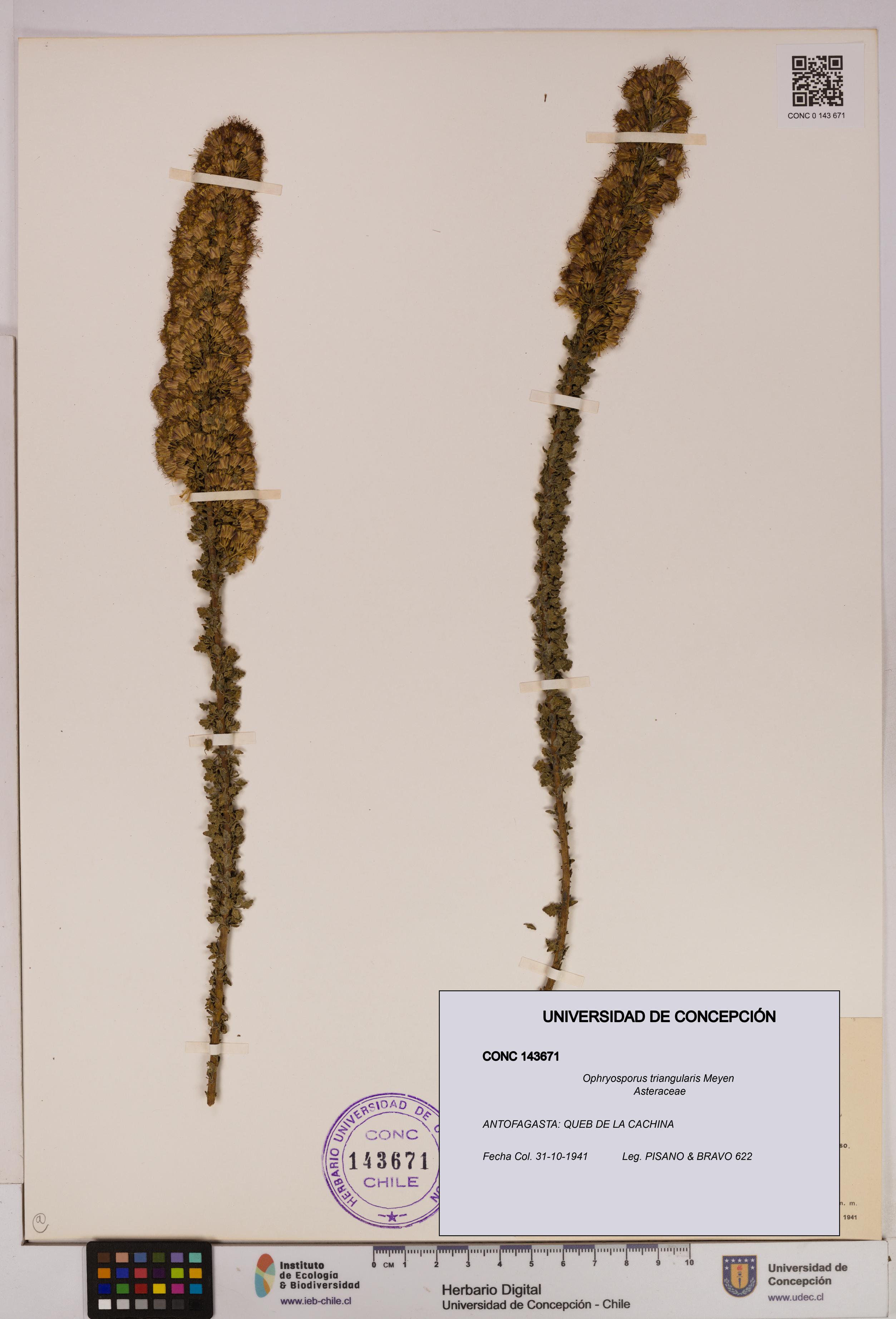 Ophryosporus triangularis [Espécimen: UDEC:CONC:0143671]