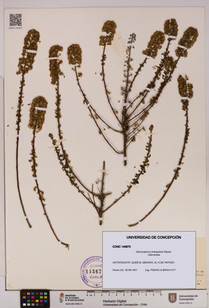 Ophryosporus triangularis [Espécimen: UDEC:CONC:0143673]
