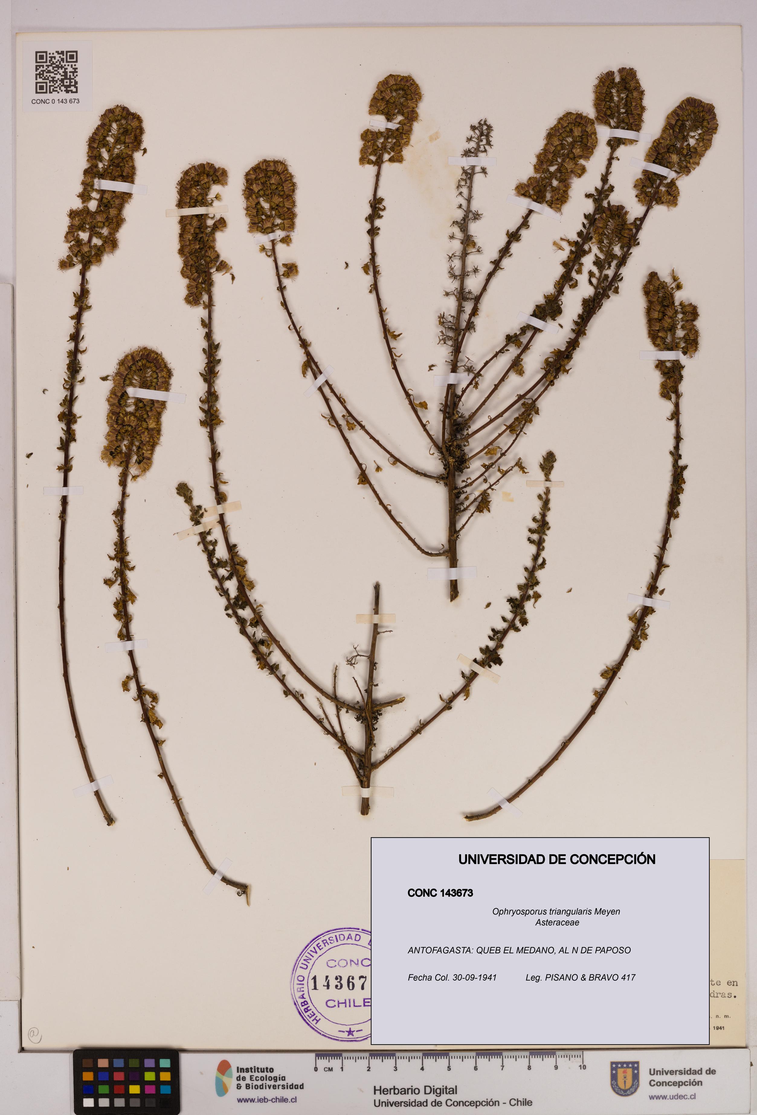 Ophryosporus triangularis [Espécimen: UDEC:CONC:0143673]