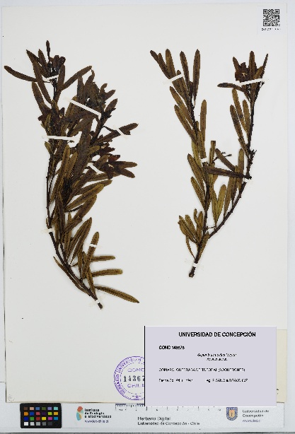 Skytanthus acutus [Espécimen: UDEC:CONC:0143678]