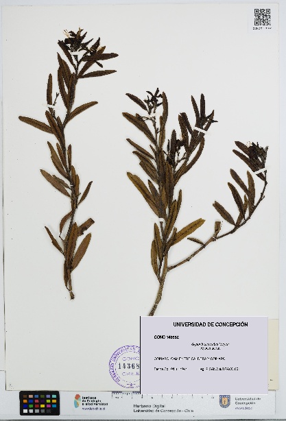 Skytanthus acutus [Espécimen: UDEC:CONC:0143682]