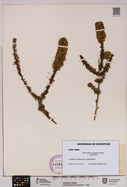 Ophryosporus triangularis [Espécimen: UDEC:CONC:0143684]