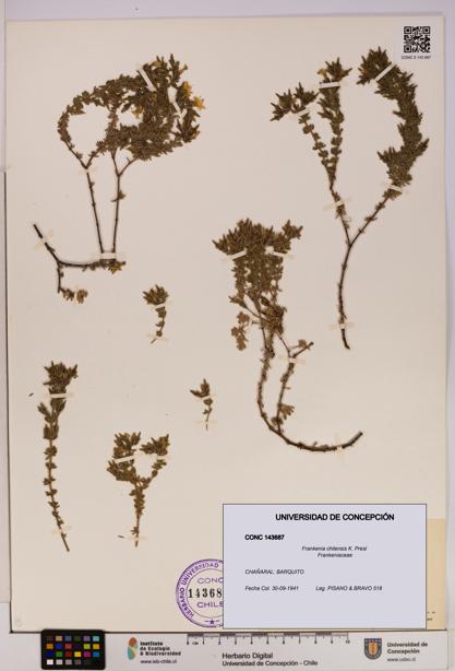Frankenia chilensis [Espécimen: UDEC:CONC:0143687]