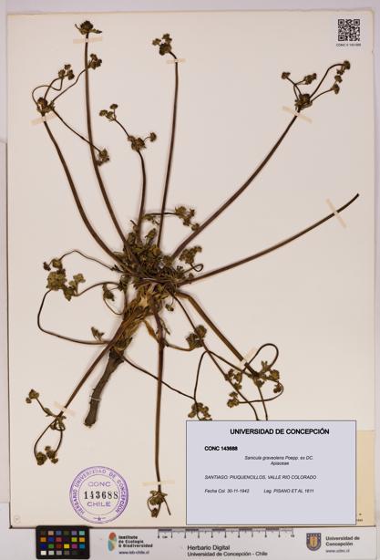 Sanicula graveolens [Espécimen: UDEC:CONC:0143688]