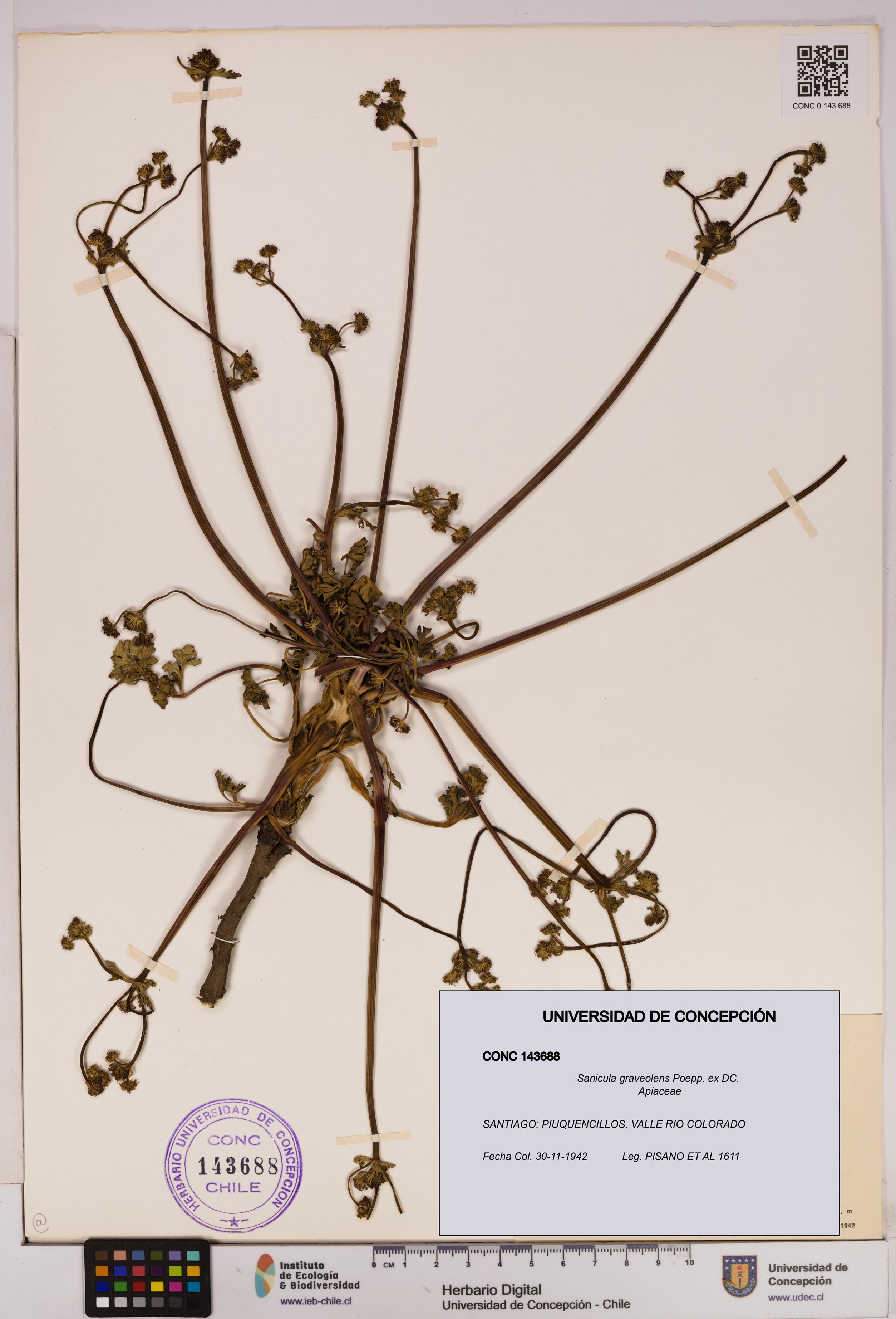 Sanicula graveolens [Espécimen: UDEC:CONC:0143688]