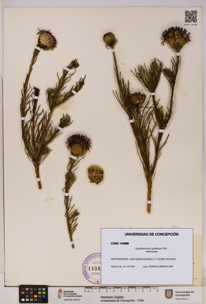 Gypothamnium pinifolium [Espécimen: UDEC:CONC:0143689]