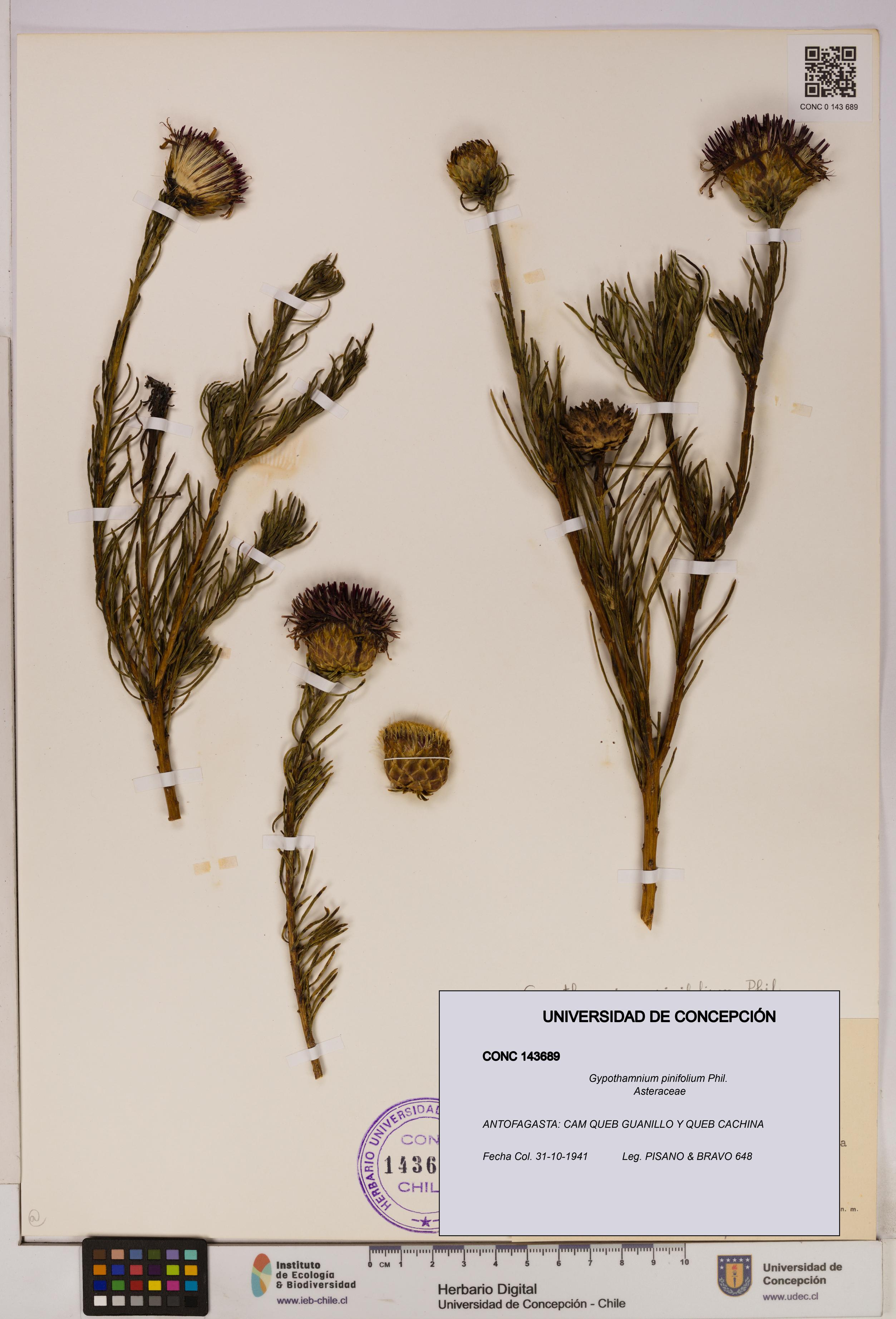 Gypothamnium pinifolium [Espécimen: UDEC:CONC:0143689]