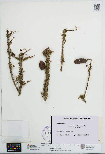 Balsamocarpon brevifolium [Espécimen: UDEC:CONC:0143700]
