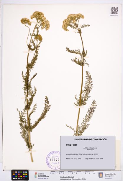 Achillea millefolium [Espécimen: ]
