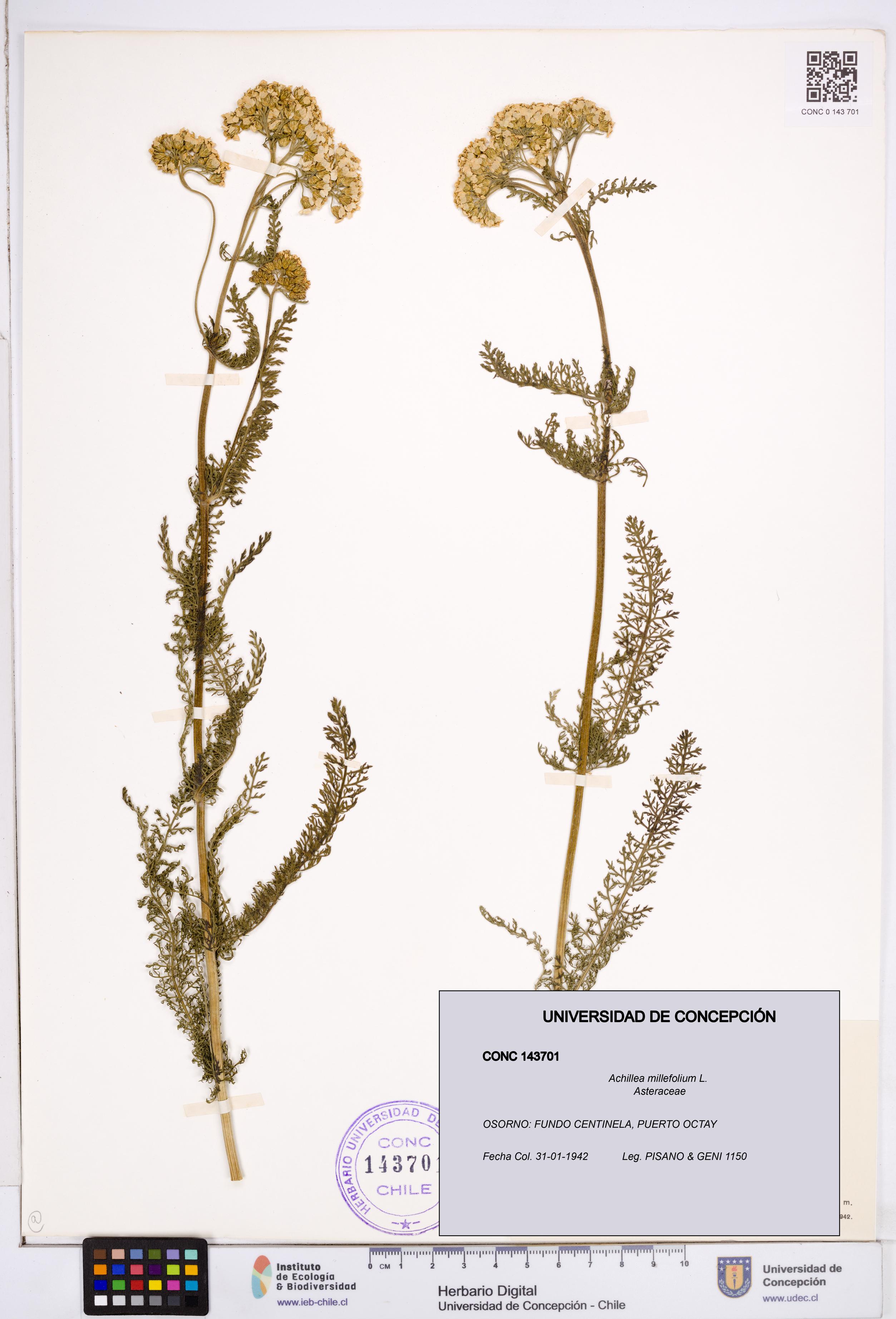 Achillea millefolium [Espécimen: ]