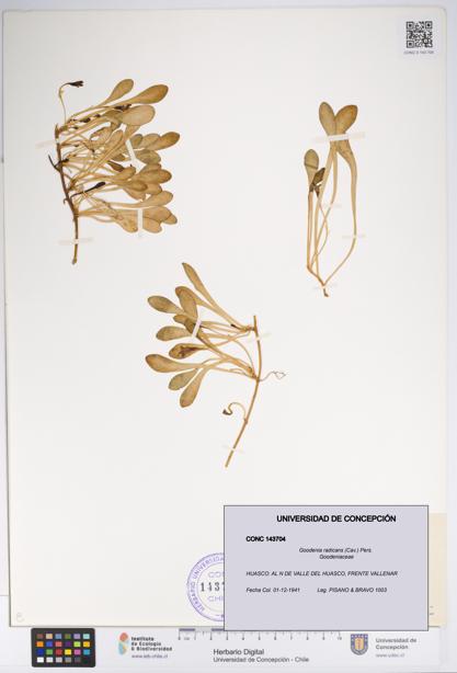 Goodenia radicans [Espécimen: UDEC:CONC:0143704]