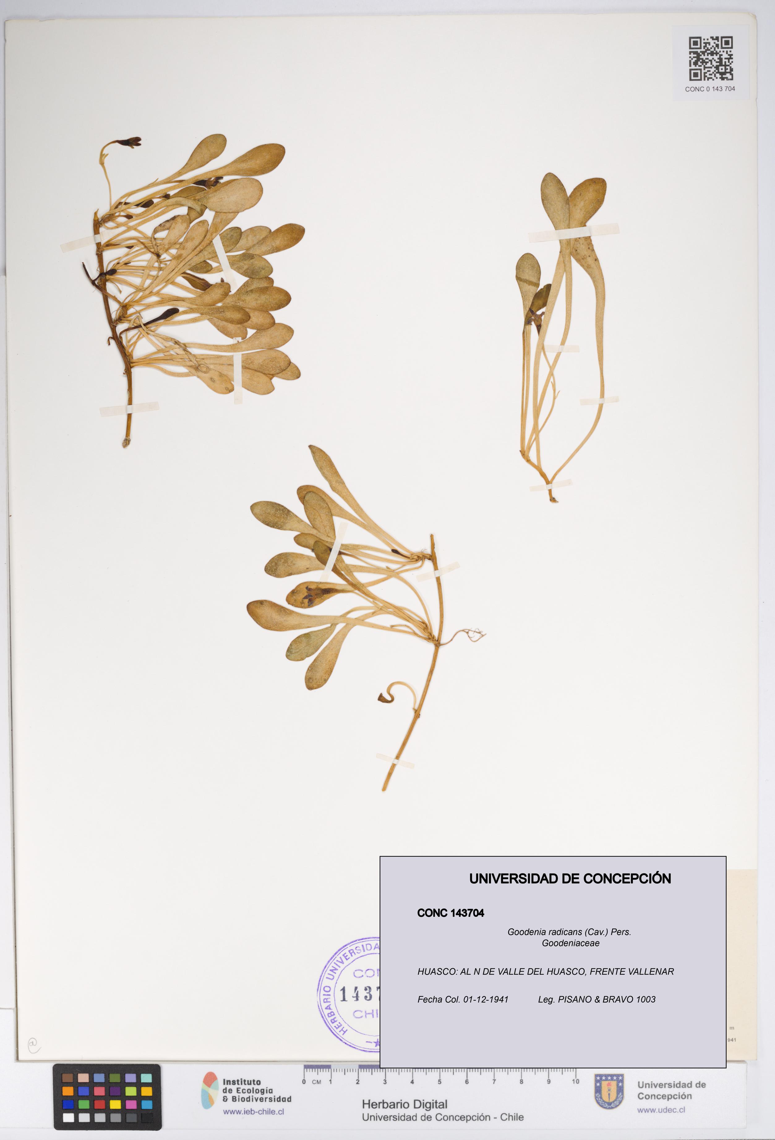 Goodenia radicans [Espécimen: UDEC:CONC:0143704]