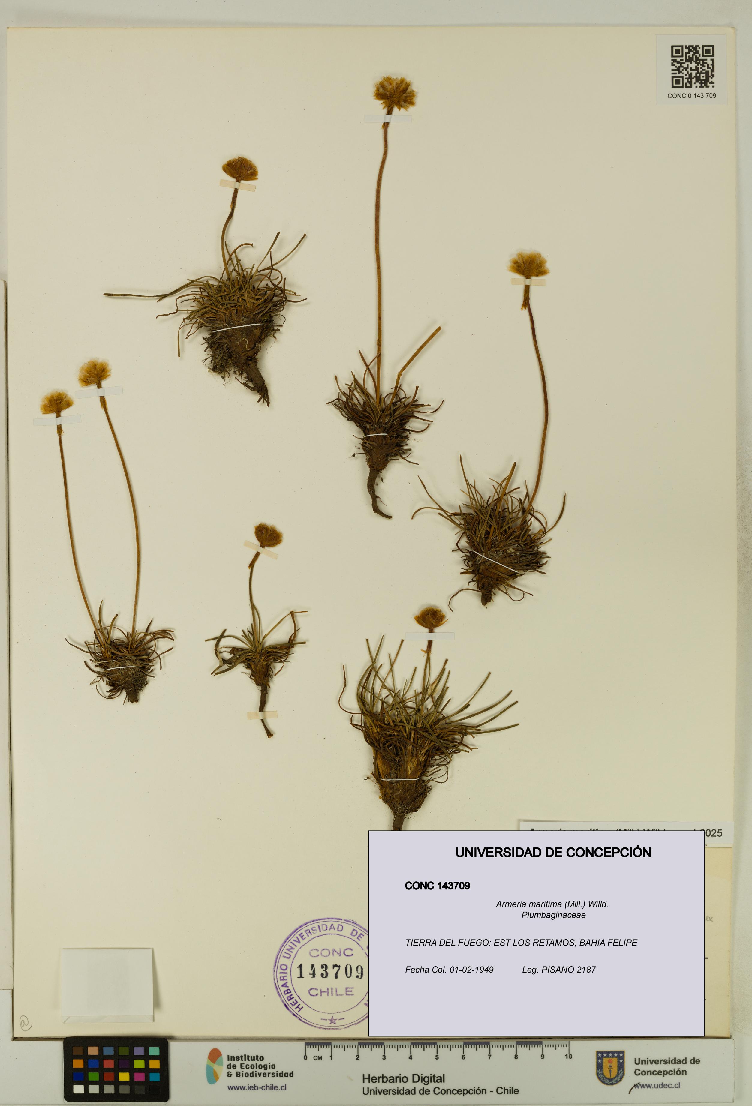 Armeria maritima [Espécimen: UDEC:CONC:0143709]