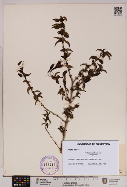 Fuchsia magellanica [Espécimen: UDEC:CONC:0143713]