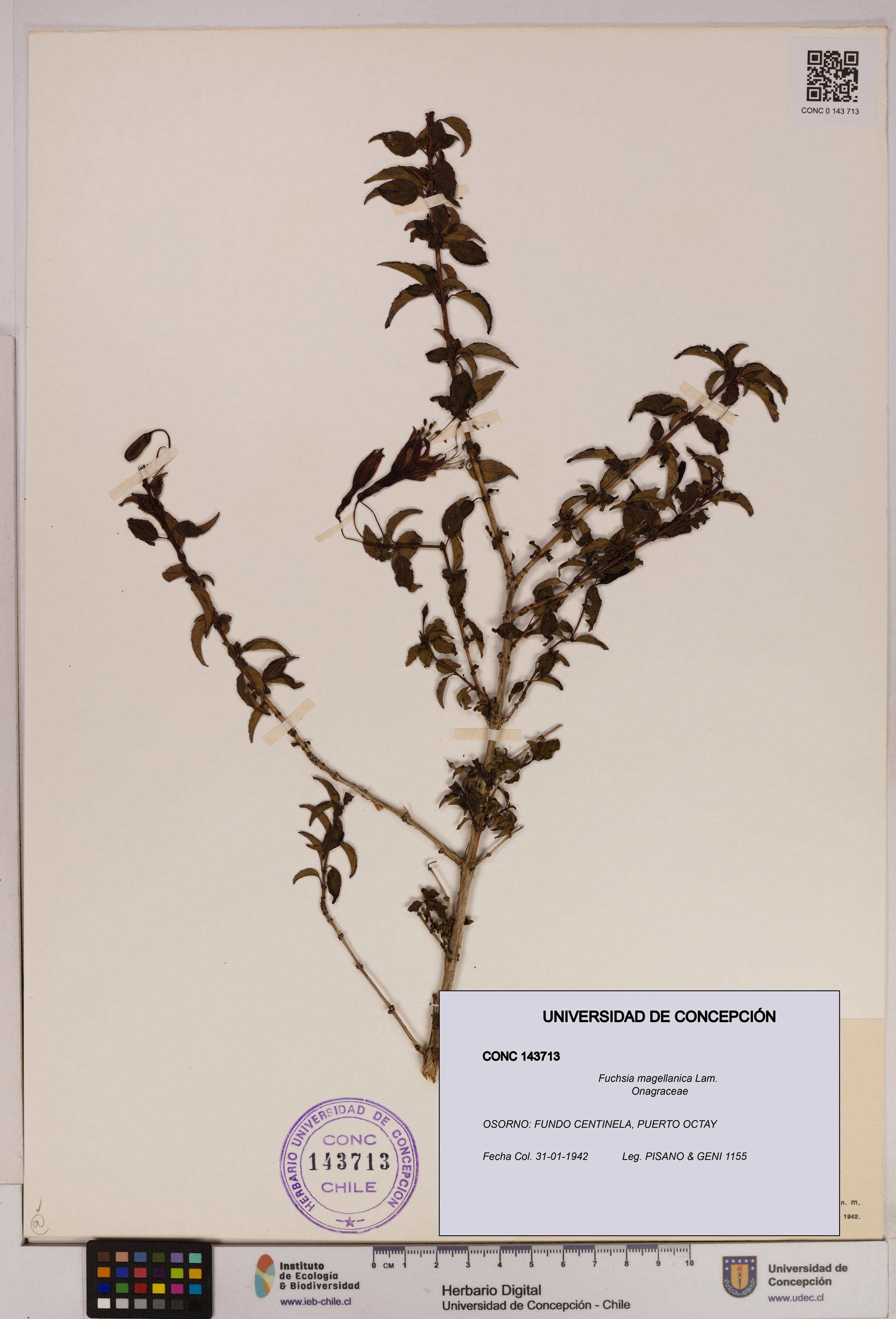 Fuchsia magellanica [Espécimen: UDEC:CONC:0143713]