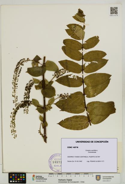 Coriaria ruscifolia [Espécimen: ]