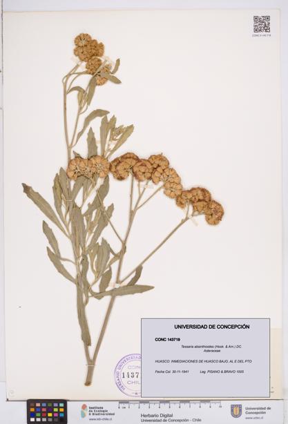 Tessaria absinthioides [Espécimen: ]