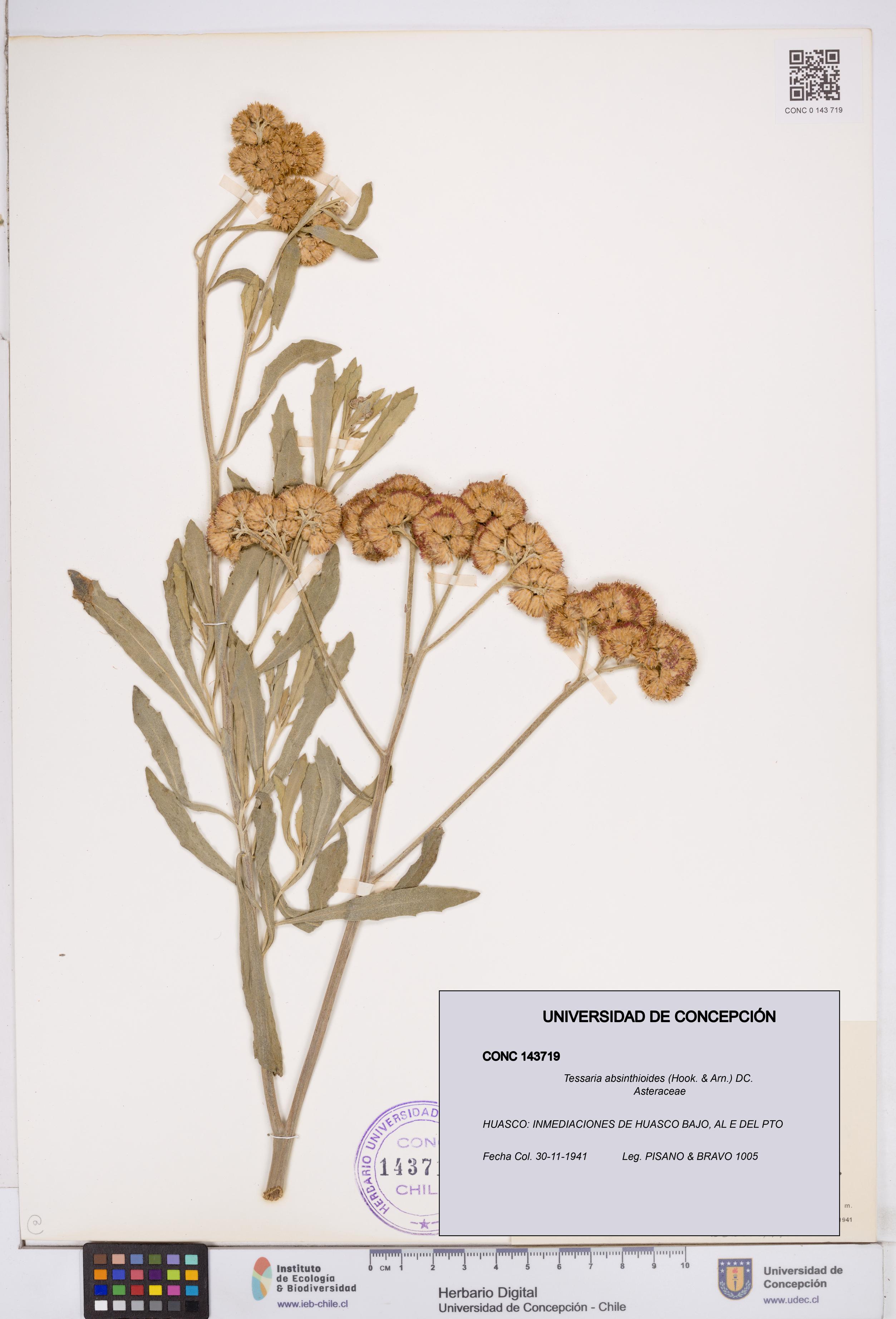 Tessaria absinthioides [Espécimen: ]