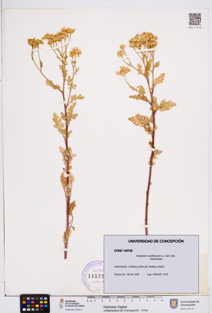 Tanacetum parthenium [Espécimen: ]
