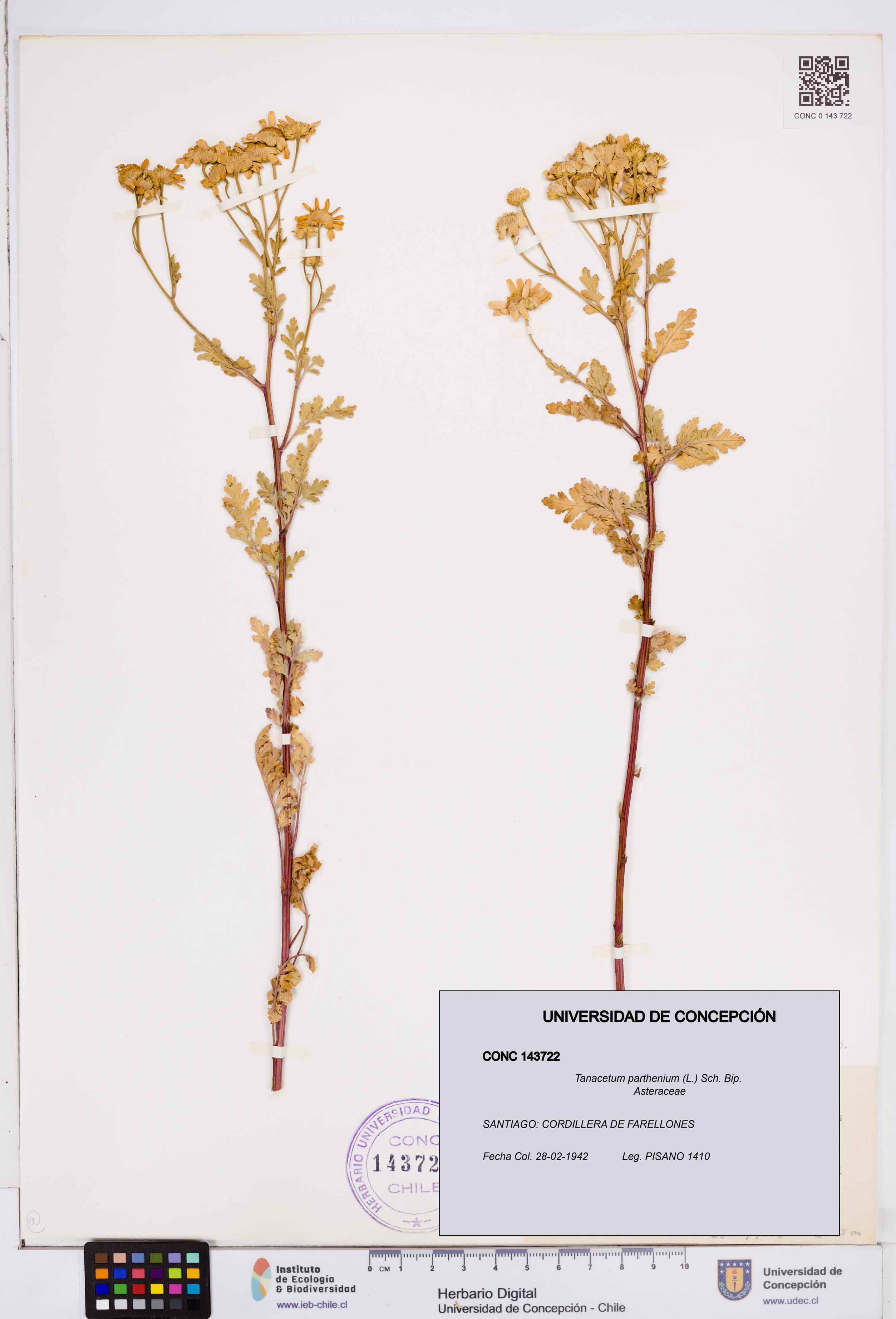 Tanacetum parthenium [Espécimen: ]