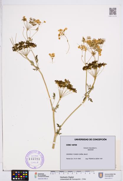 Conium maculatum [Espécimen: ]