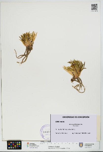 Werneria glaberrima [Espécimen: UDEC:CONC:0143745]