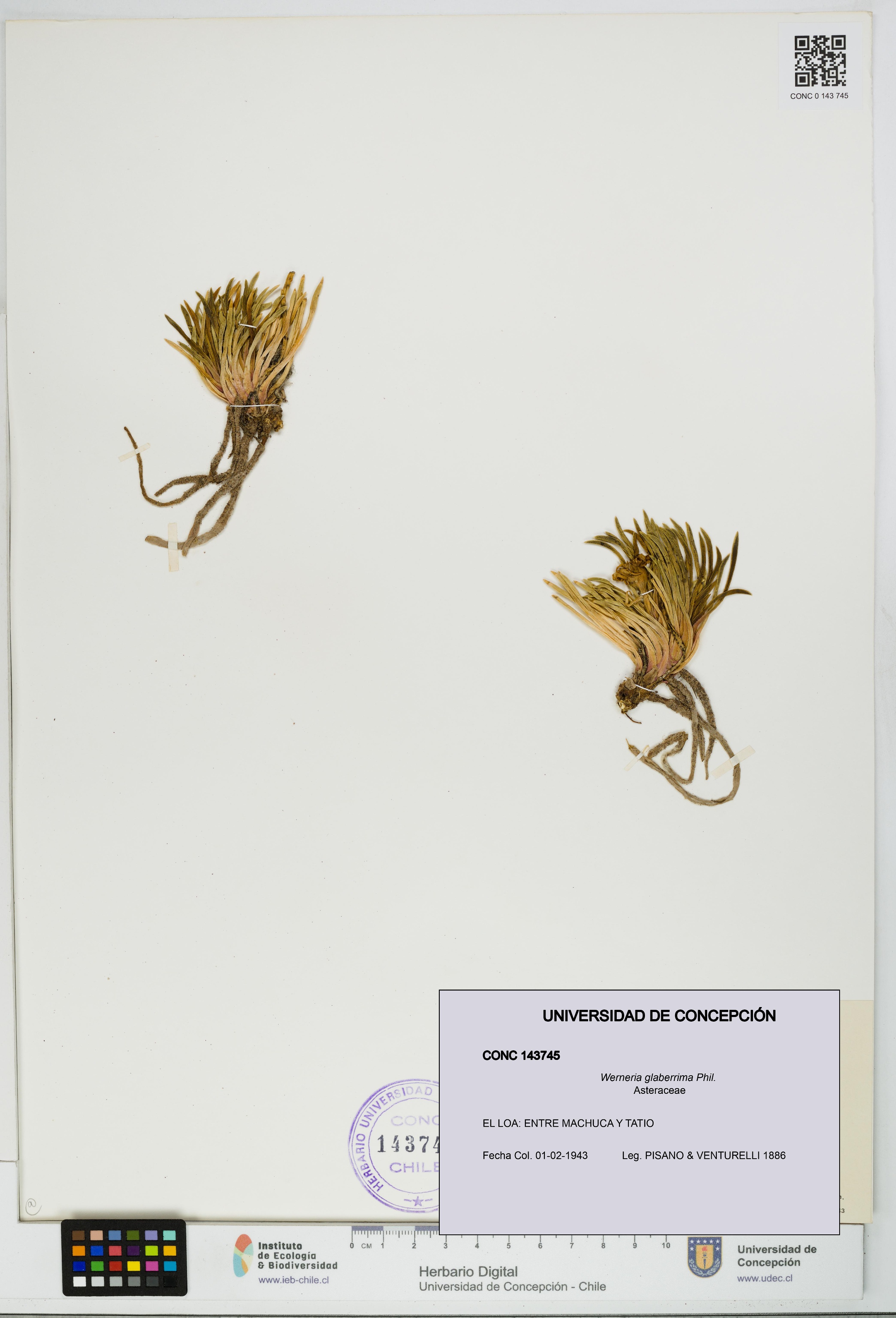 Werneria glaberrima [Espécimen: UDEC:CONC:0143745]
