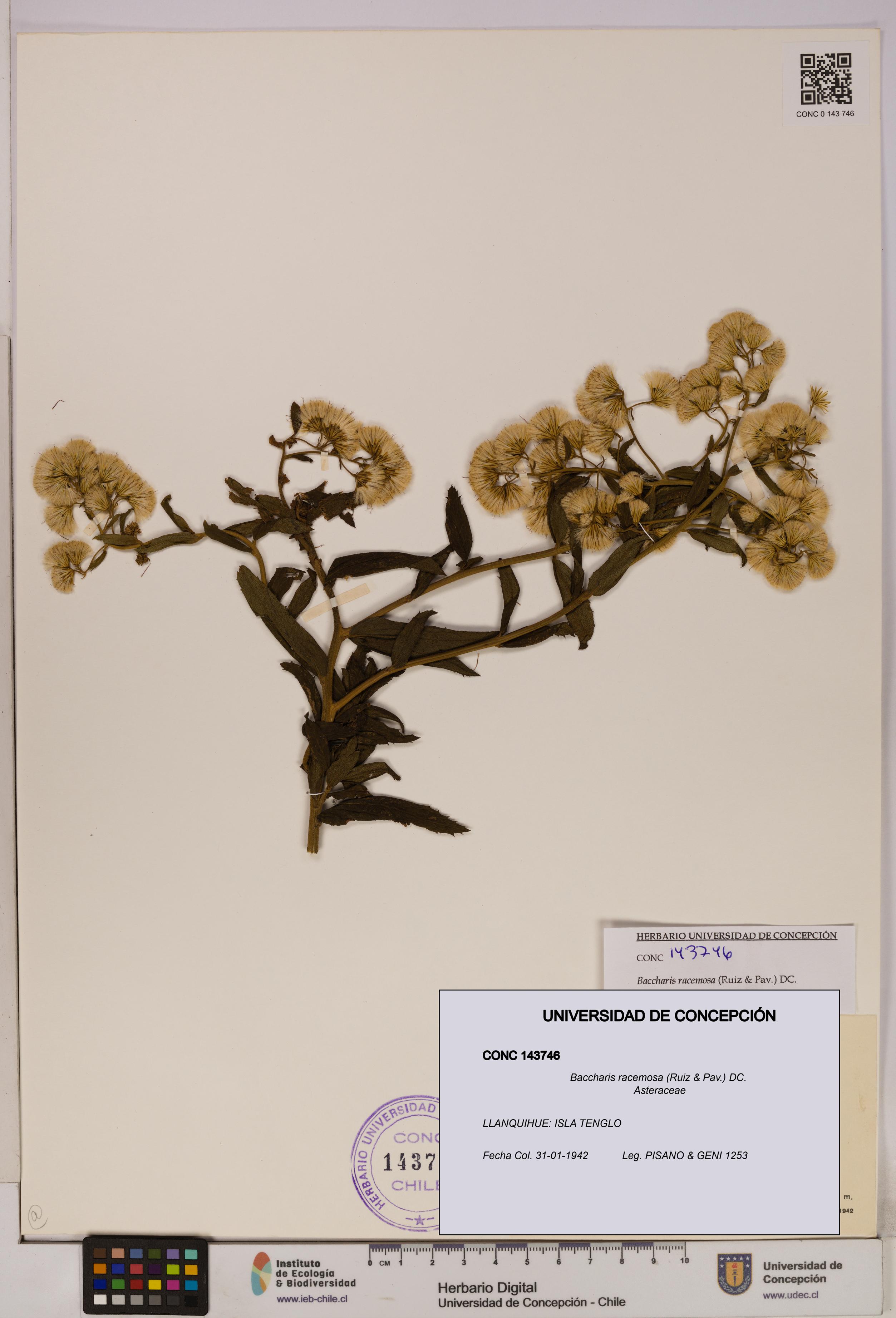 Baccharis racemosa [Espécimen: UDEC:CONC:0143746]