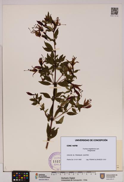 Fuchsia magellanica [Espécimen: UDEC:CONC:0143750]