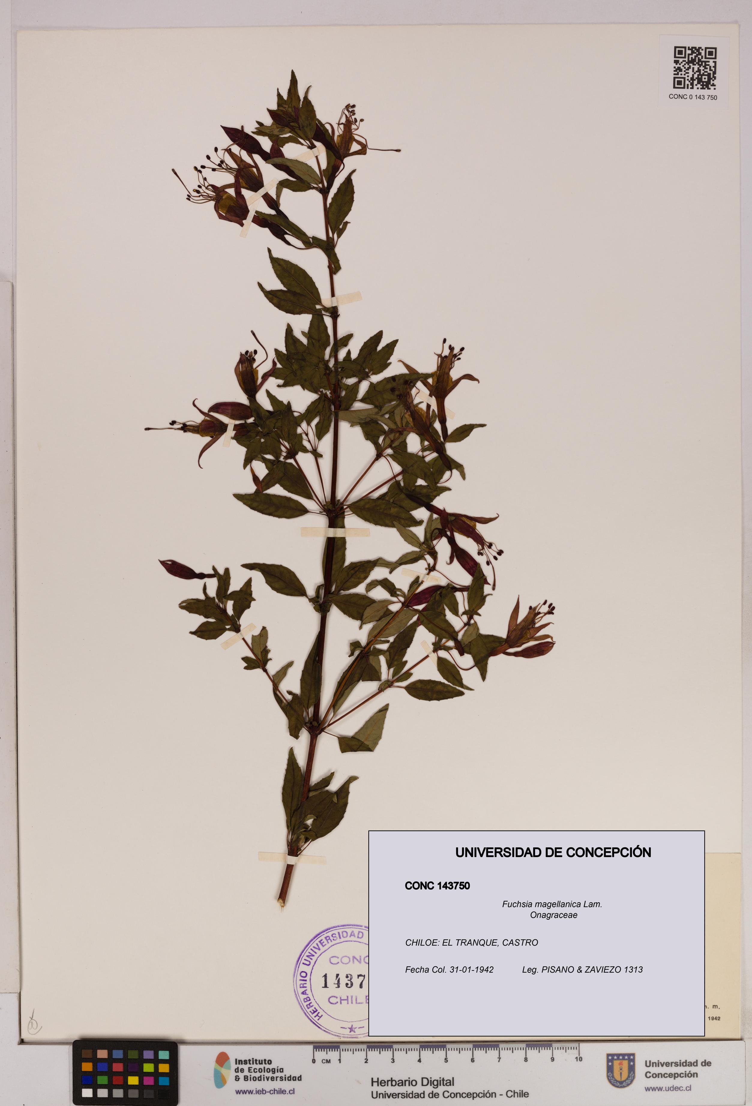 Fuchsia magellanica [Espécimen: UDEC:CONC:0143750]