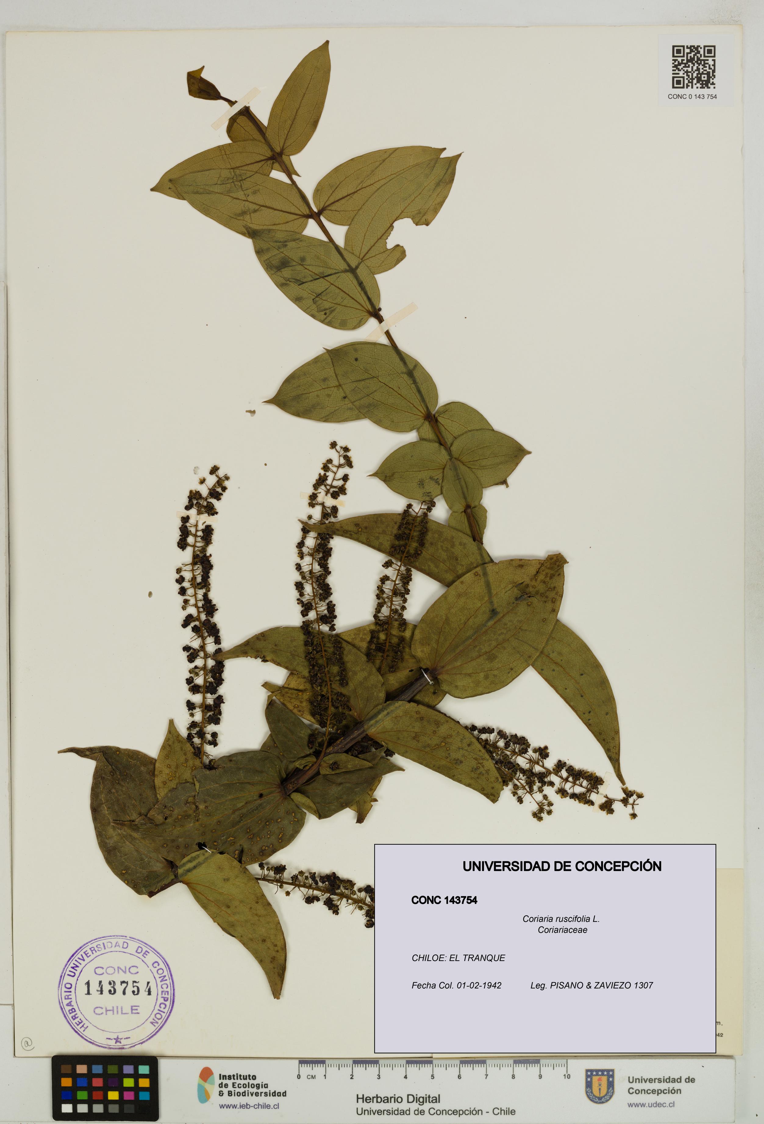 Coriaria ruscifolia [Espécimen: ]