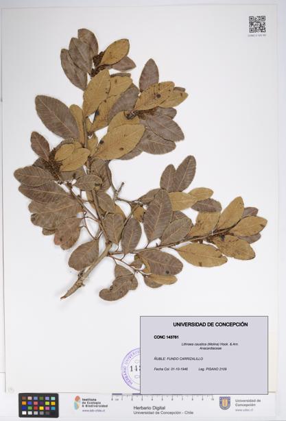 Lithraea caustica [Espécimen: UDEC:CONC:0143761]