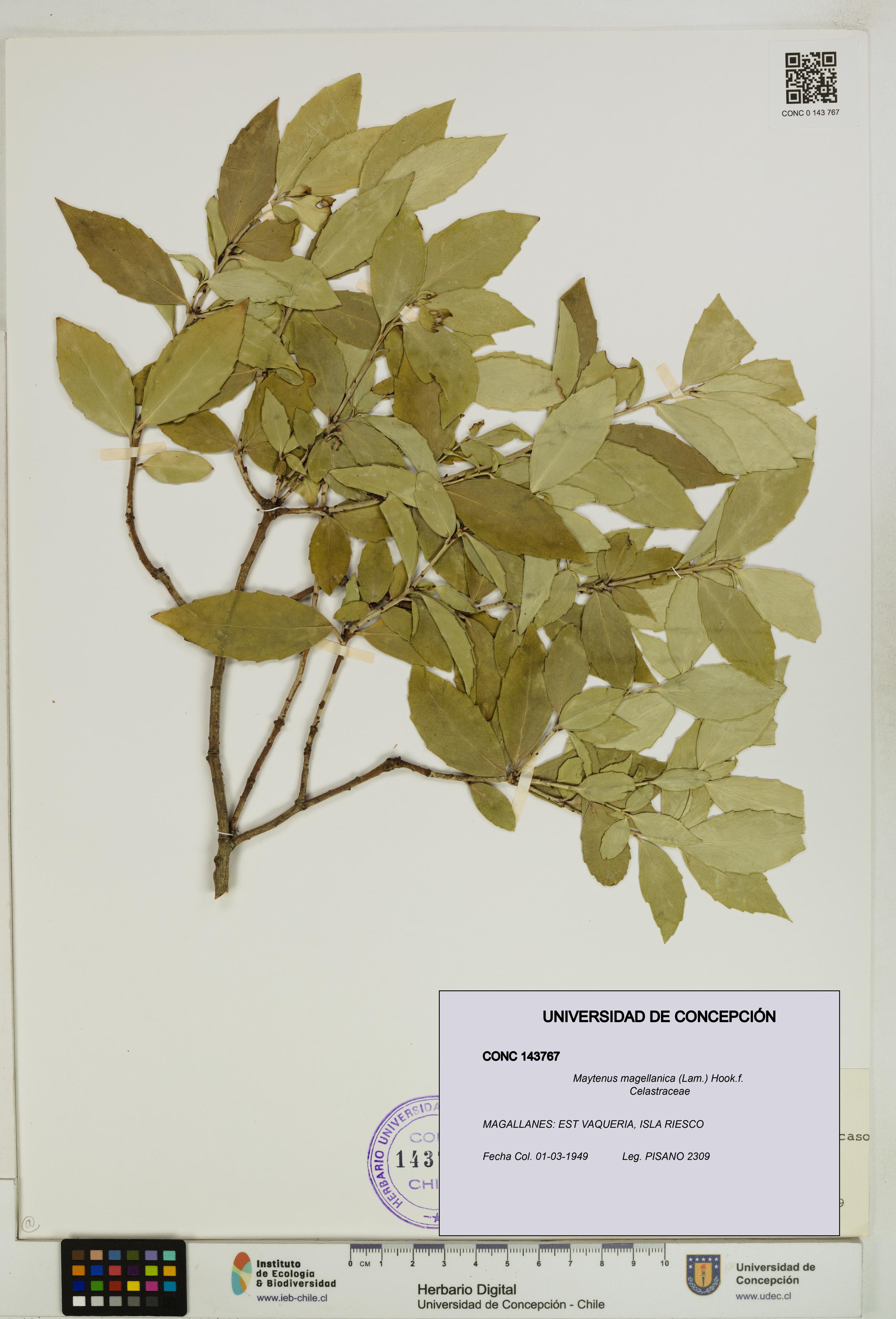 Maytenus magellanica [Espécimen: UDEC:CONC:0143767]