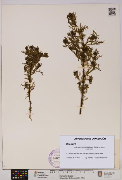 Ambrosia artemisioides [Espécimen: UDEC:CONC:0143777]