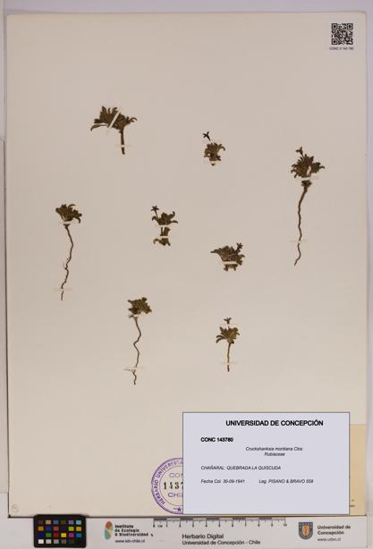 Cruckshanksia montiana [Espécimen: UDEC:CONC:0143780]