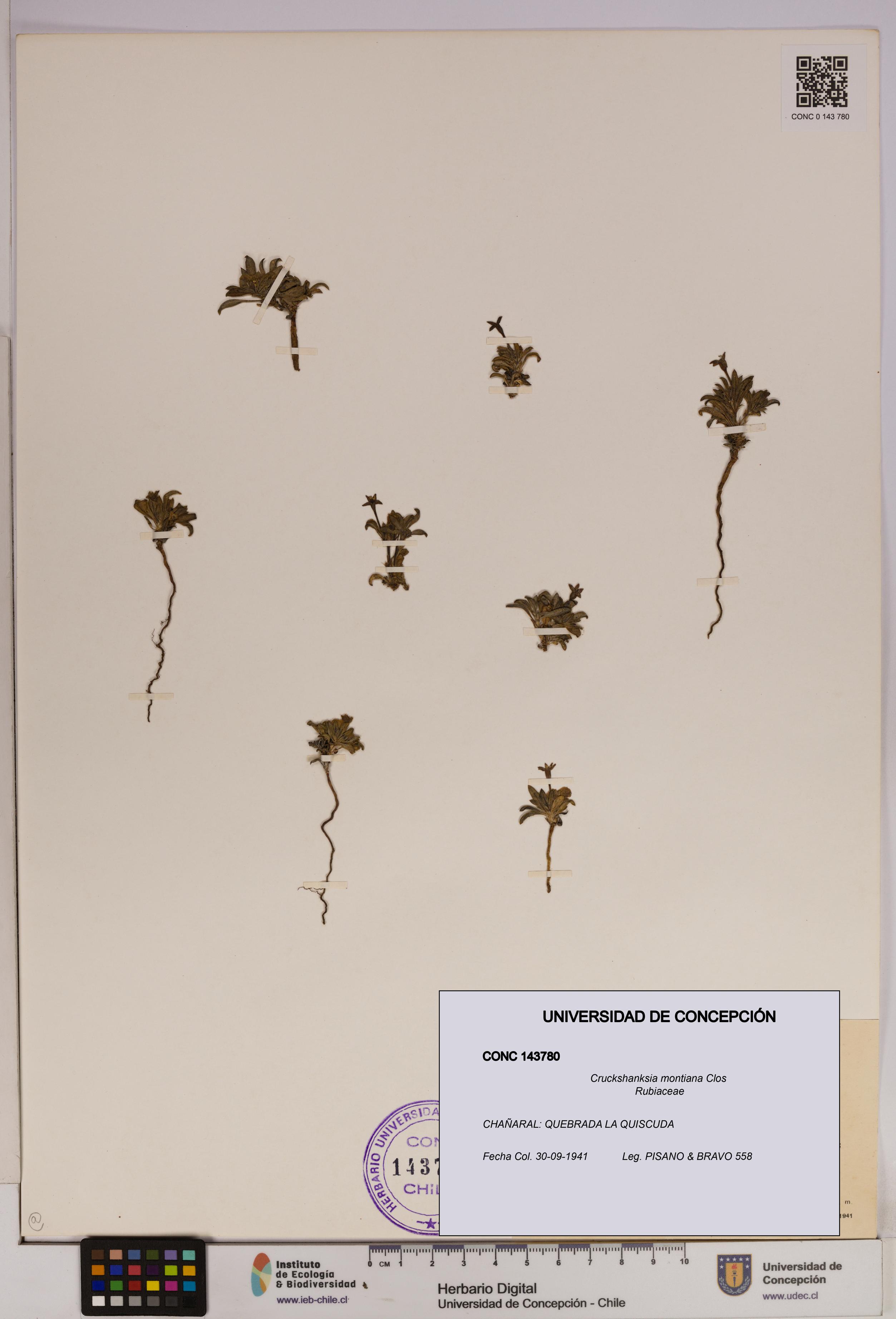 Cruckshanksia montiana [Espécimen: UDEC:CONC:0143780]