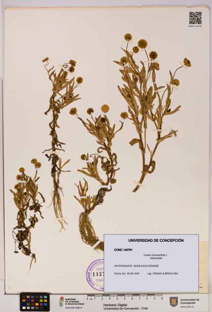 Cotula coronopifolia [Espécimen: UDEC:CONC:0143781]