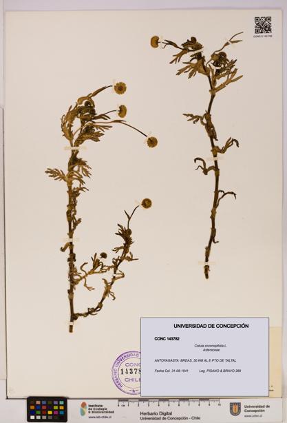 Cotula coronopifolia [Espécimen: UDEC:CONC:0143782]