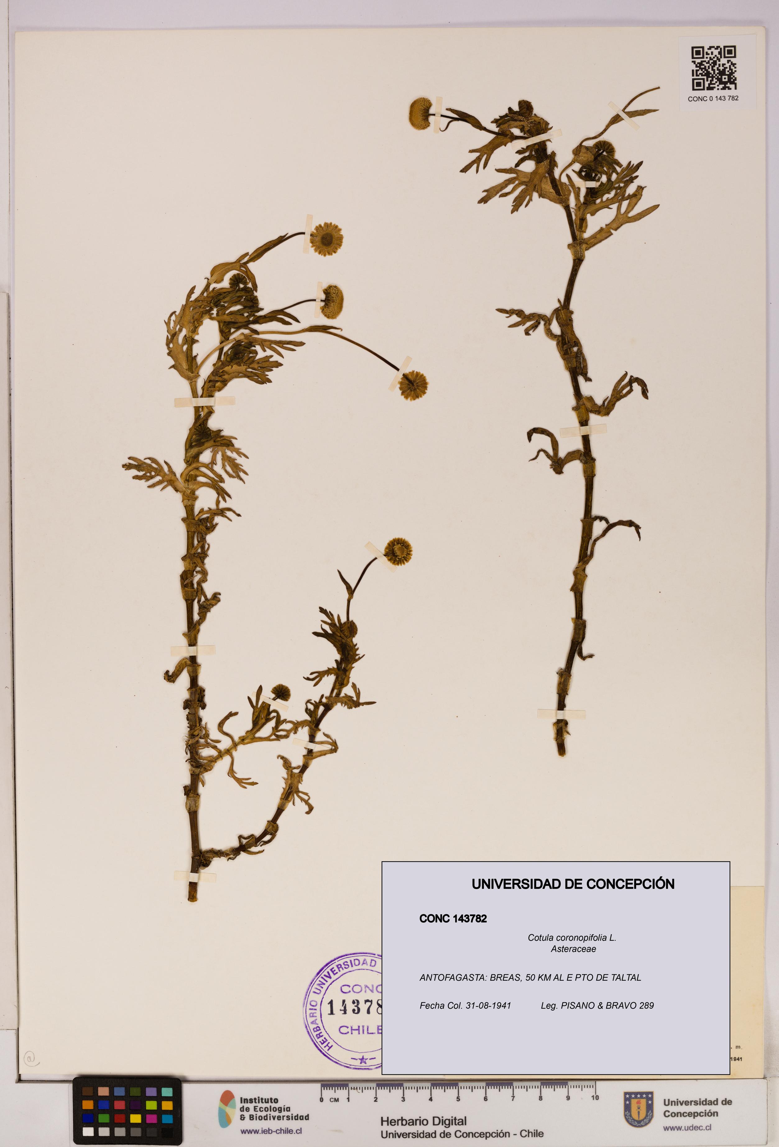 Cotula coronopifolia [Espécimen: UDEC:CONC:0143782]