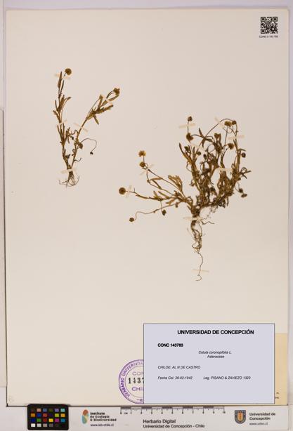 Cotula coronopifolia [Espécimen: UDEC:CONC:0143783]