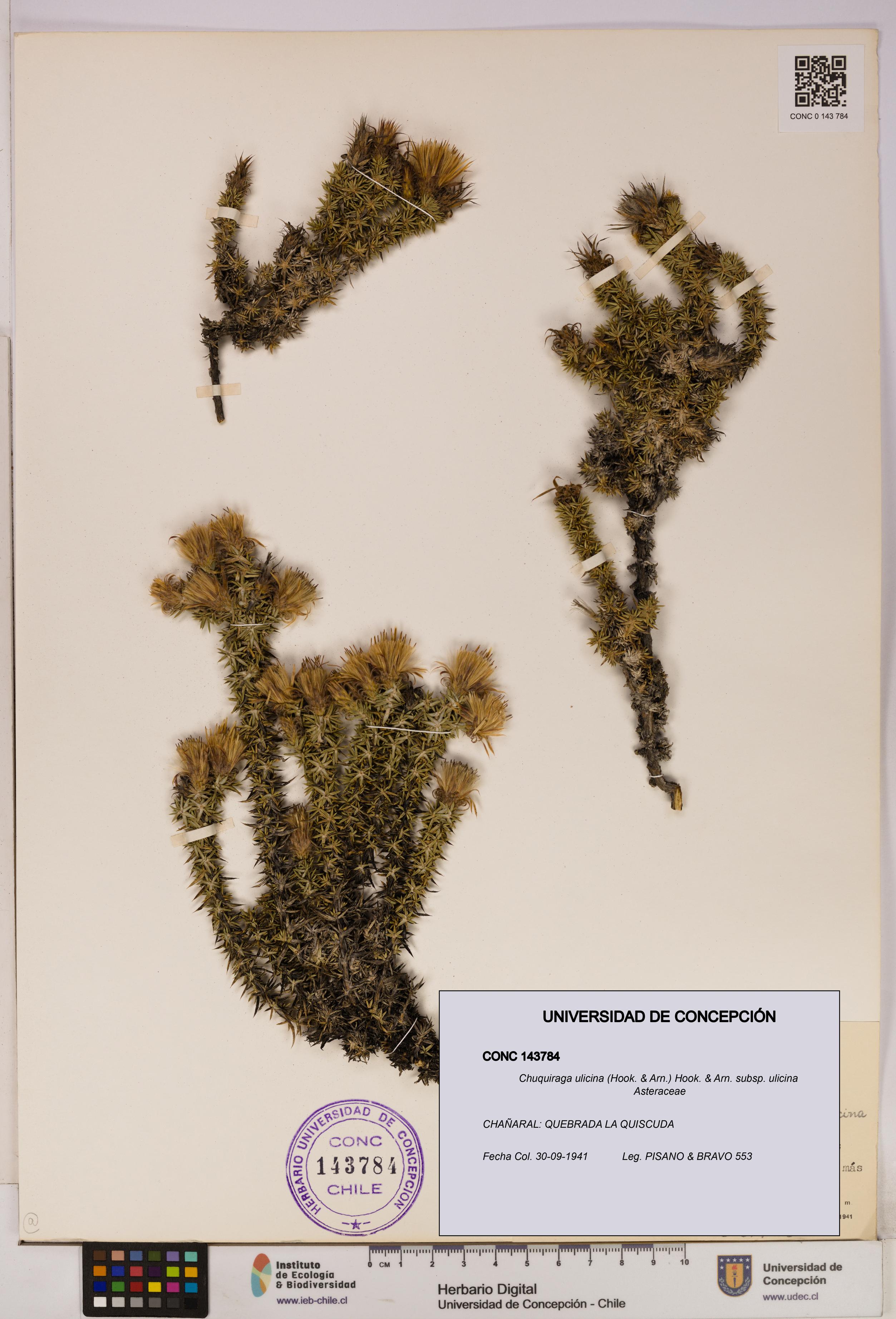 Chuquiraga ulicina subsp. ulicina [Espécimen: UDEC:CONC:0143784]