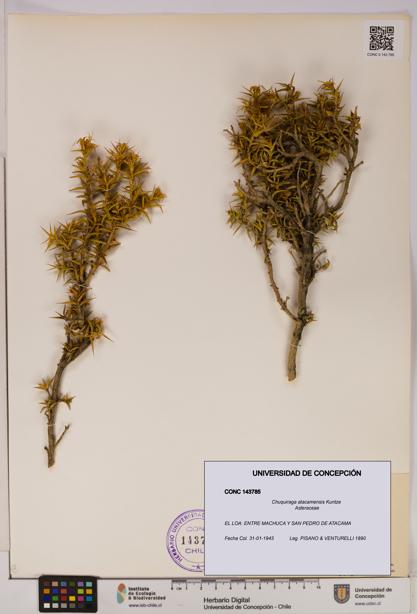 Chuquiraga atacamensis [Espécimen: UDEC:CONC:0143785]