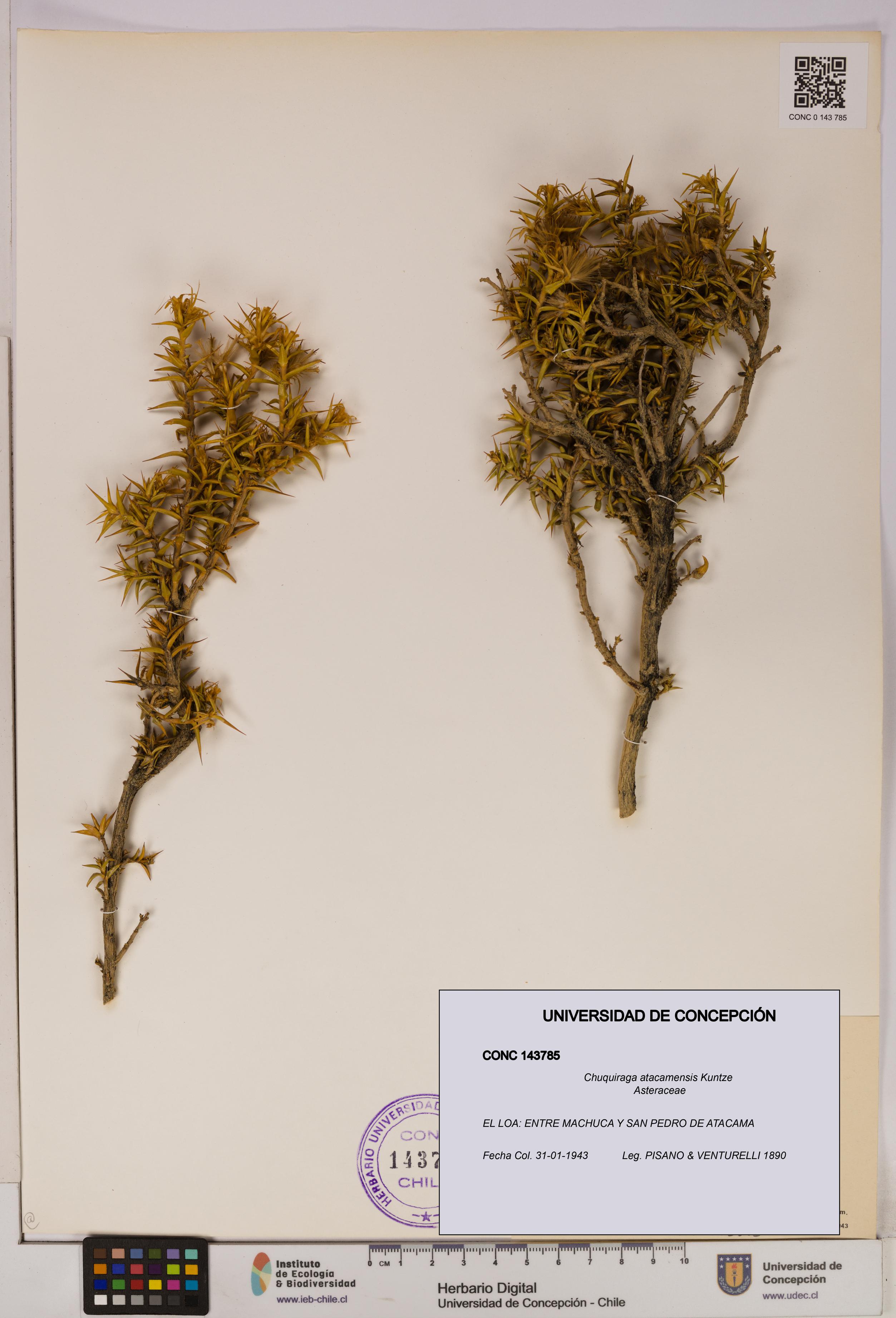 Chuquiraga atacamensis [Espécimen: UDEC:CONC:0143785]