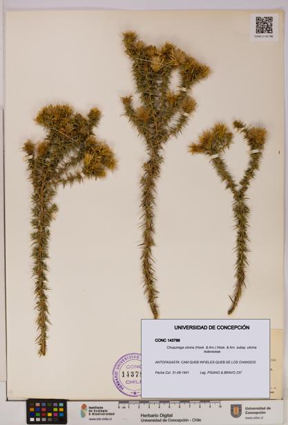 Chuquiraga ulicina subsp. ulicina [Espécimen: UDEC:CONC:0143786]
