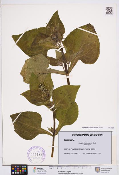 Sigesbeckia jorullensis [Espécimen: ]