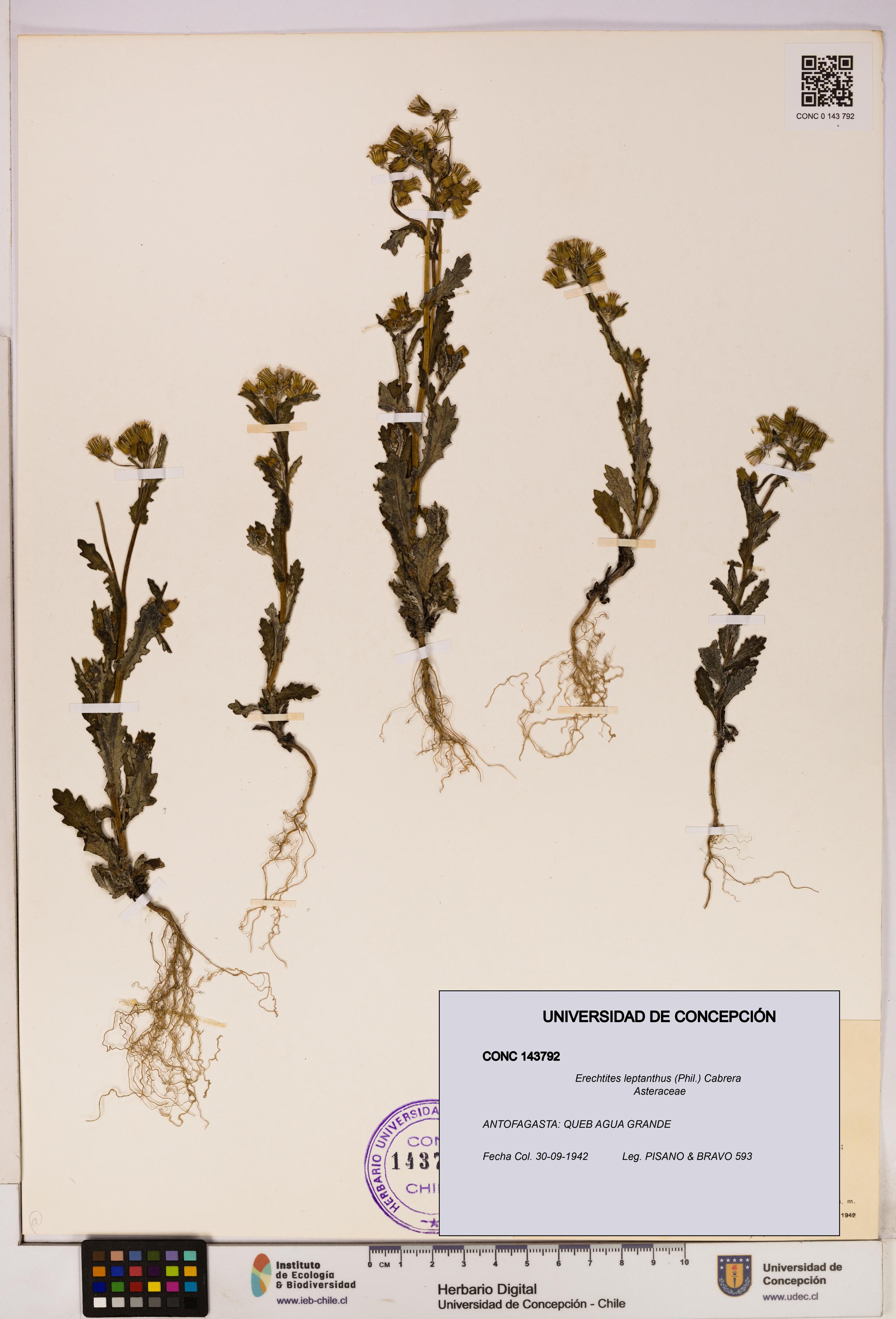 Erechtites leptanthus [Espécimen: ]