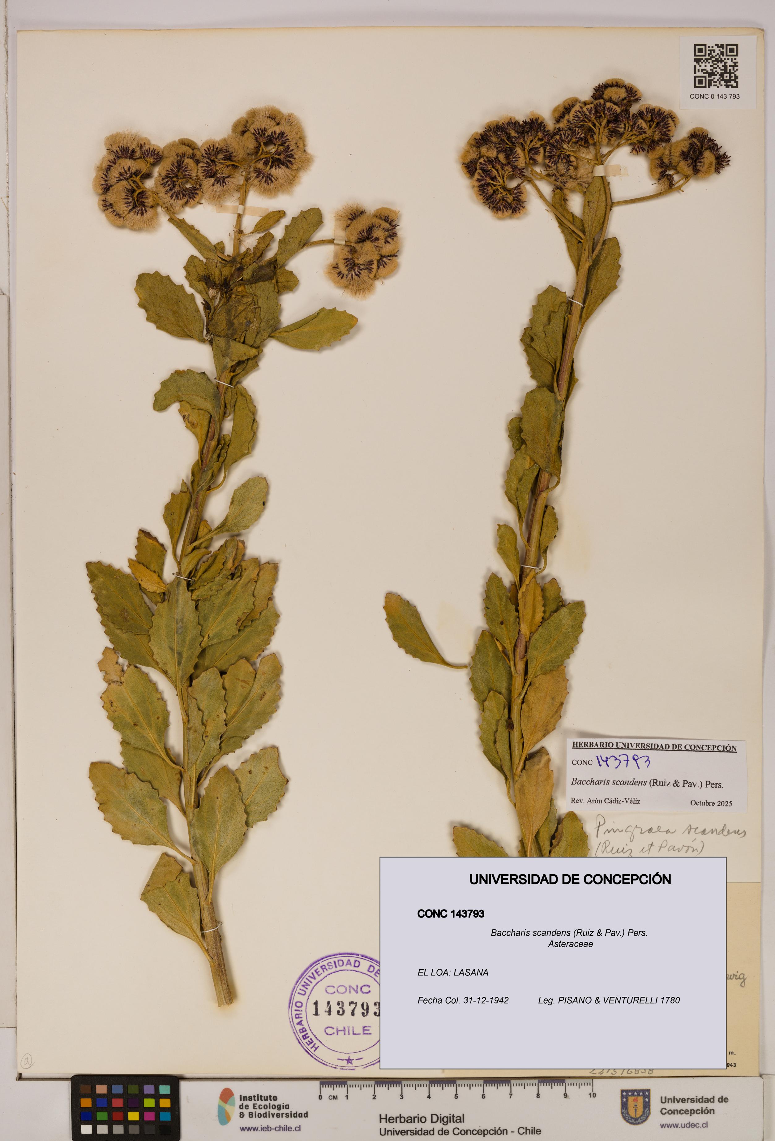 Baccharis scandens [Espécimen: UDEC:CONC:0143793]