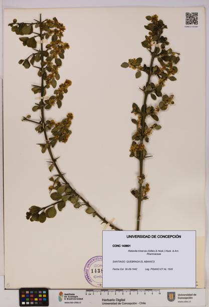 Retanilla trinervia [Espécimen: UDEC:CONC:0143801]