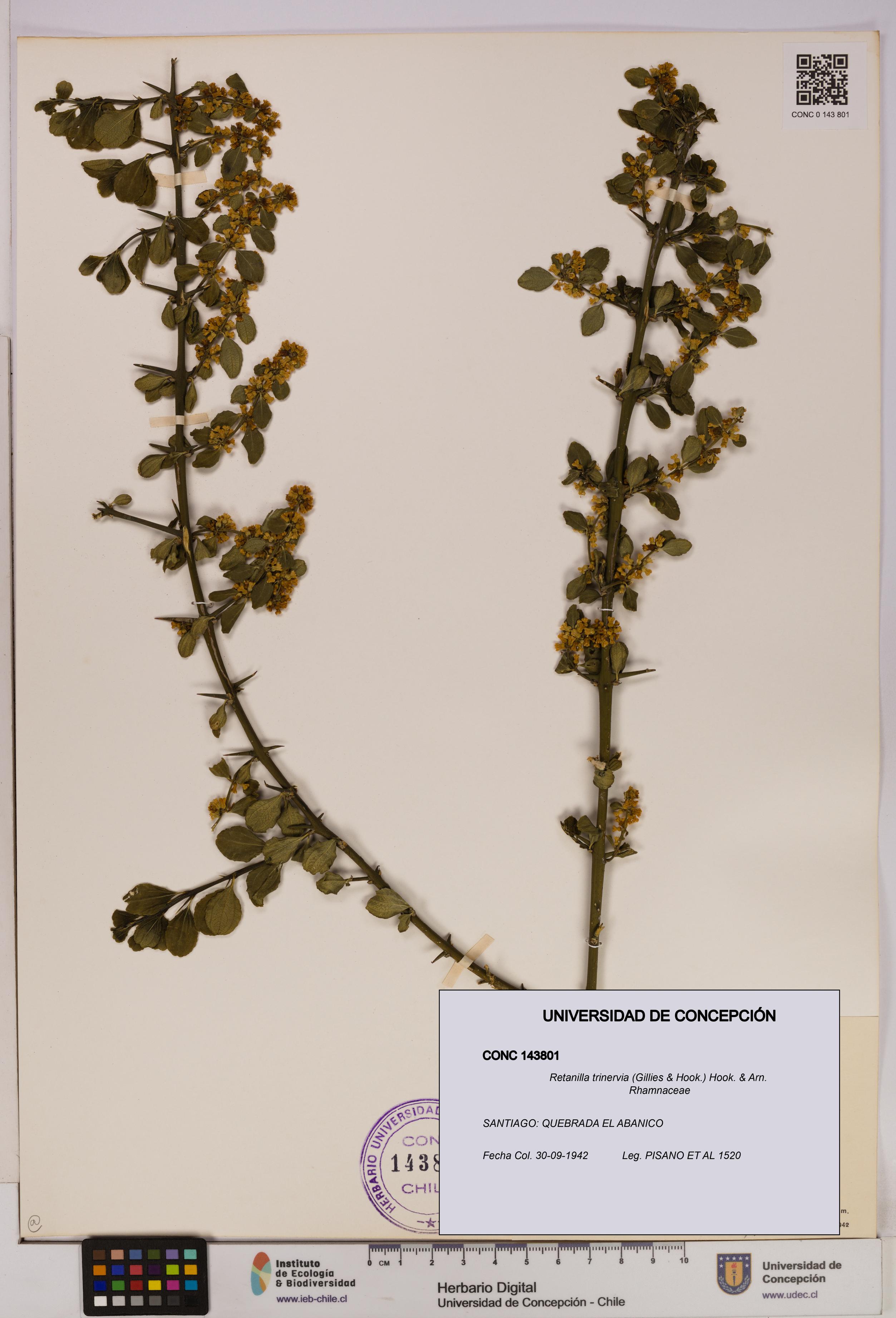 Retanilla trinervia [Espécimen: UDEC:CONC:0143801]